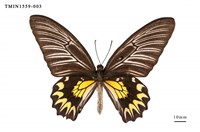 藏品(珠光裳鳳蝶)的圖片